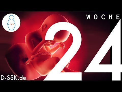 24. SSW / 24. Schwangerschaftswoche ✪ D-SSK.de