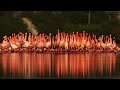 Lesser Flamingo Courtship Dance India