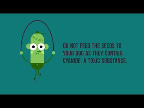 mypetmysoul Apples for dogs