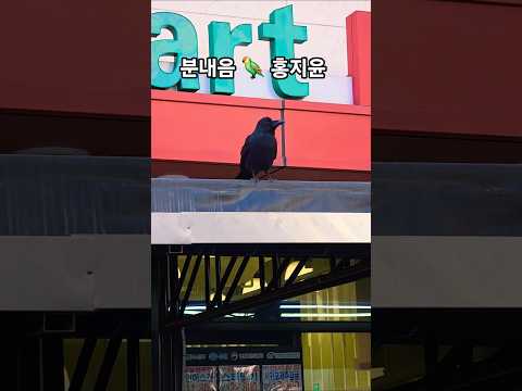 #까마귀#슈퍼#뭐사러왔니 #분내음#홍지윤#신작뮤비