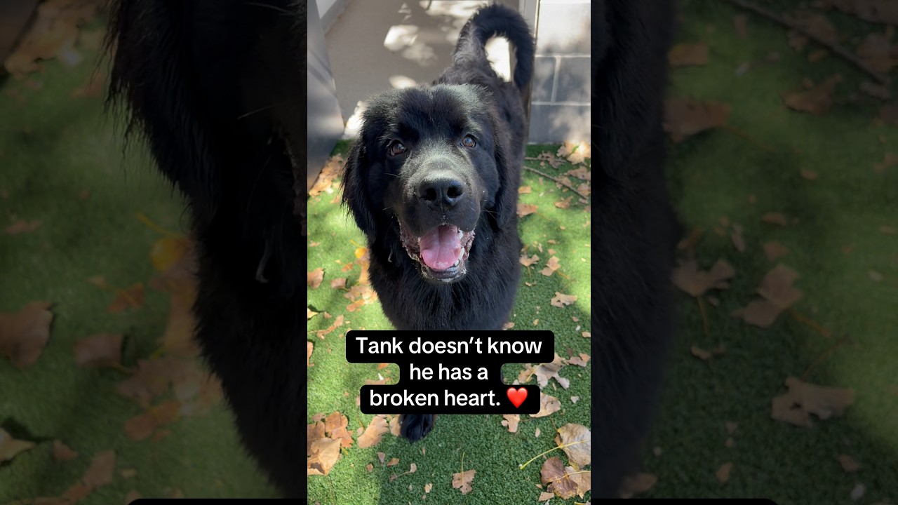 Enlarge Tank, a Adoptable mixed breed in Huntley, IL video 6/6
