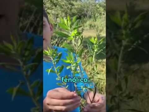 ouro Verde de Minas 💚😱 #shorts #curiosidades #abelhas