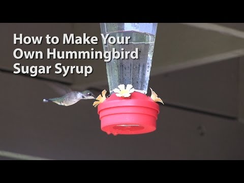 download lagu mp3 mp4 Hummingbird Feeder Water Sugar Mix, download lagu Hummingbird Feeder Water Sugar Mix gratis, unduh video klip Hummingbird Feeder Water Sugar Mix