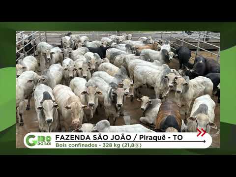 Piraquê (TO) se destaca com boiada de quase 22@; veja