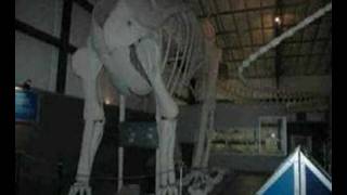 preview picture of video 'Two Medicine Dinosaur Center, Bynum, Montana'