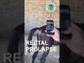 Mare Health Check Identify This Condition I Shorts