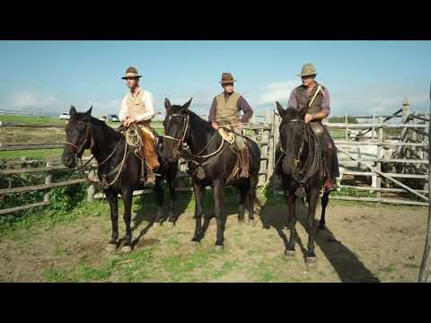 Allevare le maremmane: tra business e passione