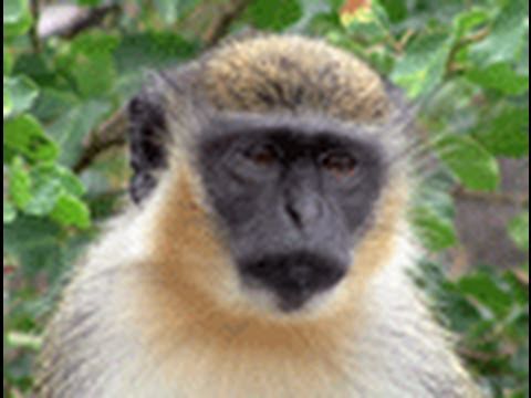 Monkey STEALS food, St. KItts