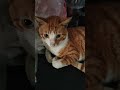 Cute Orange Cat Meow