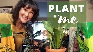 Repot with Me | Calathea Ornata 'Pinstripe' + Sansevieria 'Moonshine' 🌱