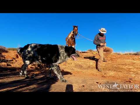 Cheveyo the rehab bucking bolting horse. CLIENT UPDATE riding in open country. www.westtaylor.net