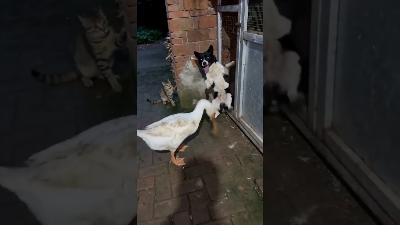 狗子：鵝哥，還要小弟嗎？ #大鵝 #狗與鵝的衝突 #萌寵出道計劃 #狗狗搞笑視頻 #動物的迷惑行為