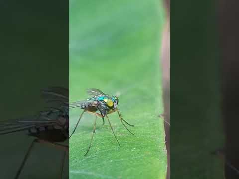 Green mosquito