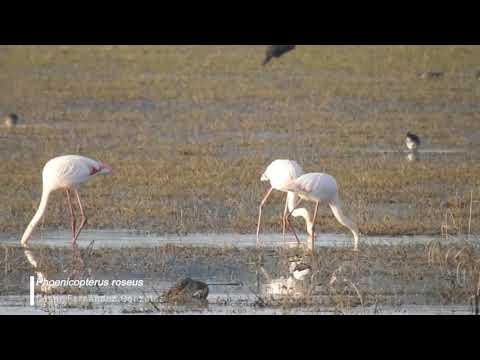 Vídeo de Phoenicopterus roseus. <em>© César Fernández González