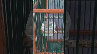 Download lagu Gelatik Batu #gelatikbatu #short mp3