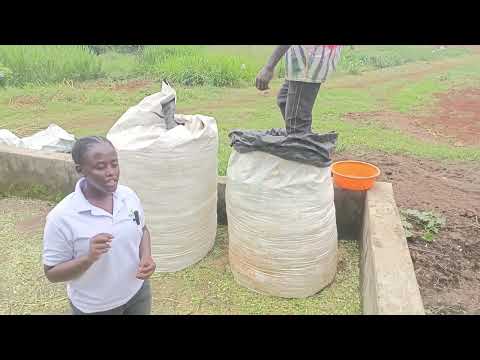 Making High quality Silage using silage bags