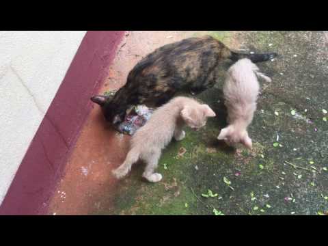 Raw Feeding Cats: Mother cat and her kittens eat tilapia together.