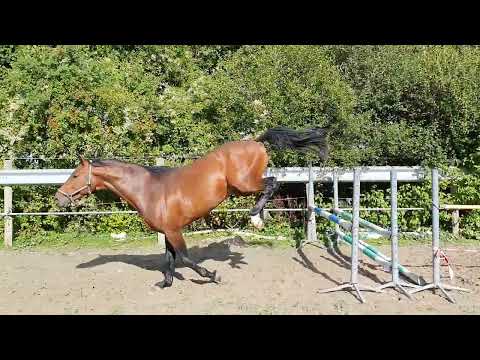 Show jumping Perfect Touch (United Touch S x Verdi) 3