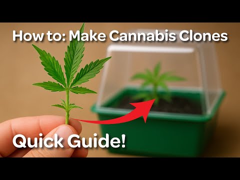 Cloning Cannabis - How to make your own Cuttings - Quick & Easy Guide