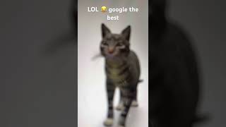 LOL 😂 google the best #googlecat
