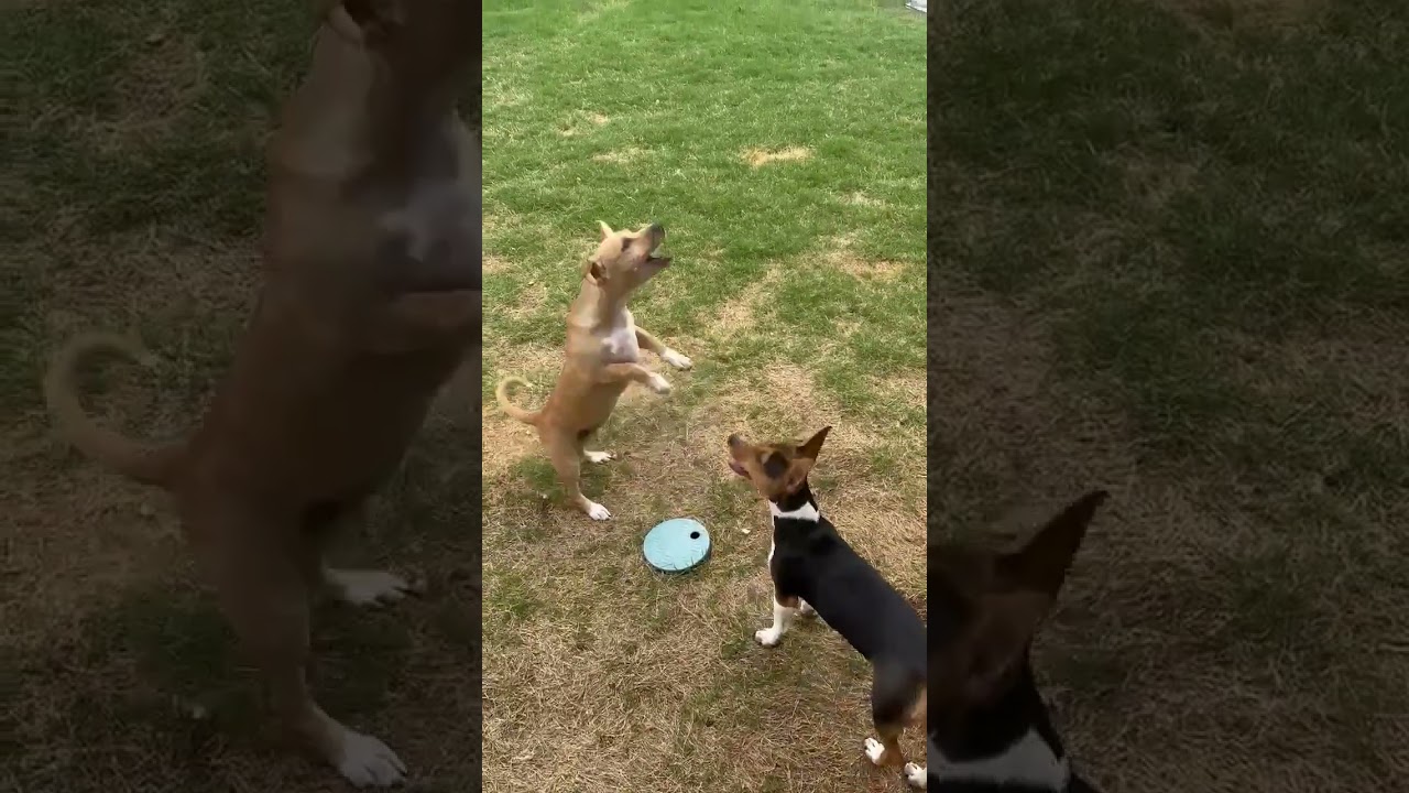 Enlarge Luna, an adopted mixed breed in Seguin, TX video 5/6