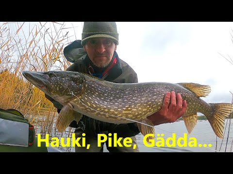 Isoa haukea kelluntarenkaasta / Floattube pikefishing