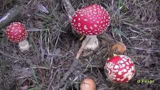 AMANITA MUSCARIA--Hongos basidiomicetos-S1-19-