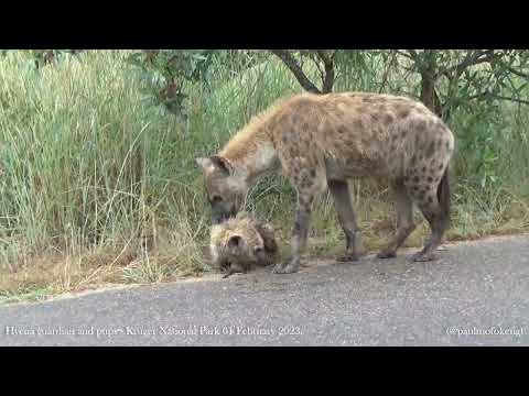 Kruger National Park  01 February 2023 - Hyena guardian and pups