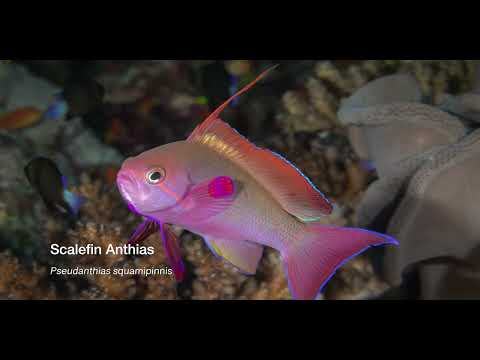6 Anthias - scuba diving video