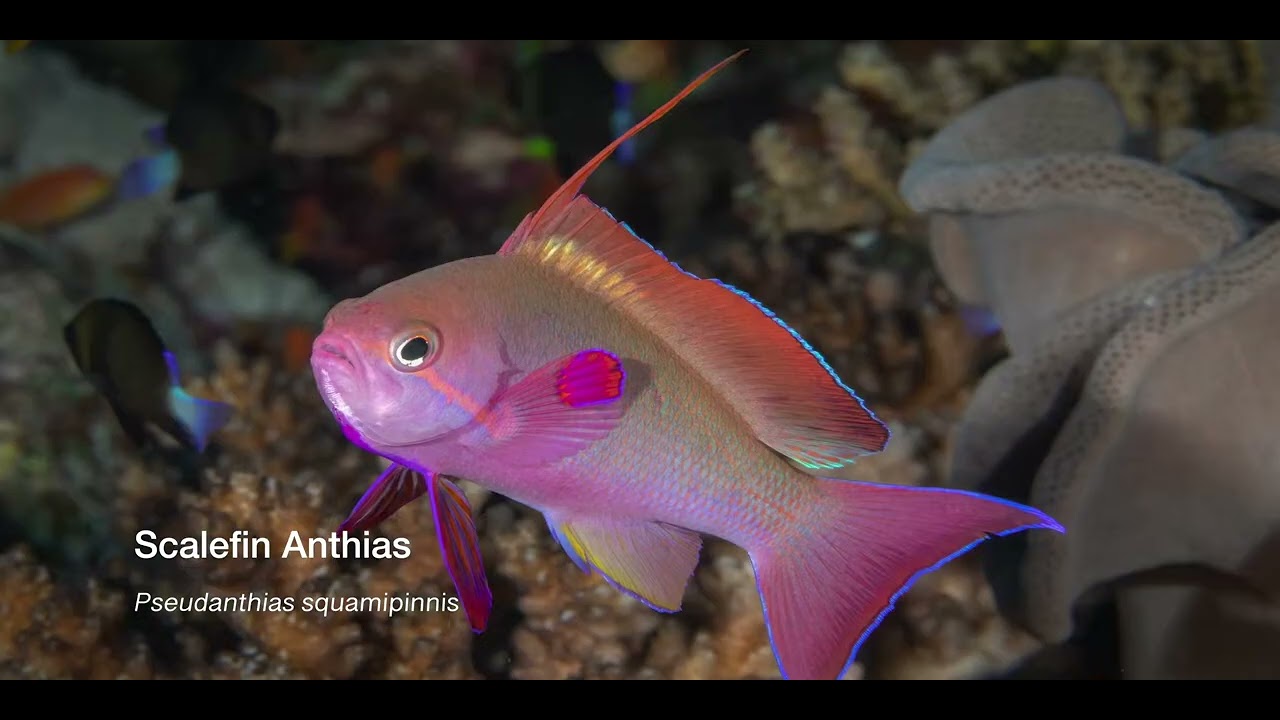 6 Anthias