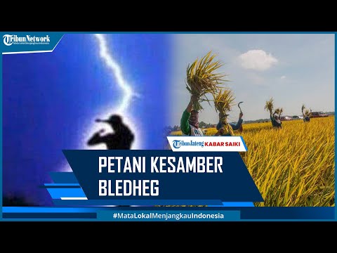Petani di Malang Meninggal Tersambar Petir Gegara Main HP dan Pakai Headset Saat Memanen Padi