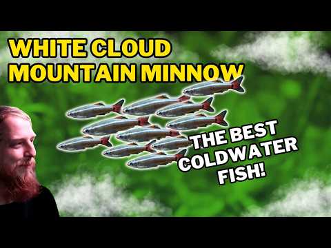 Kardinalka horska (White Cloud Mountain Minnow) - sprievodca chovom studenovodnej rybky