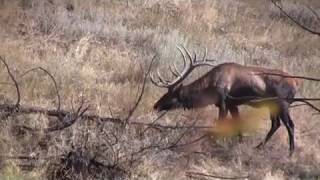 preview picture of video '2011 Montana Elk and Mule Deer Hunting Highlights with Cottonwood Outfitters'
