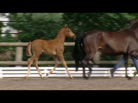 Nordmann, v. Feinrich-Hochadel-Rohdiamant