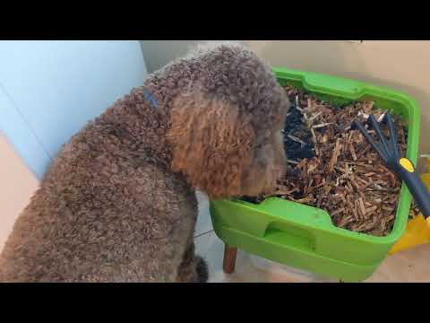 Hot Frog Living Composter Day 46 - Jumbo Feeding #4 - Vermicomposting
