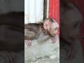 Chatterbox whines nonstop outside! 🐒💕 #BabyMonkey #MonkeyLove #AdorableAnimals #WildlifeMoments #FYP