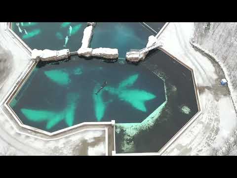 A drone was flown over MarineLand and their last surviving orca, Kiska. The footage is heartbreaking
