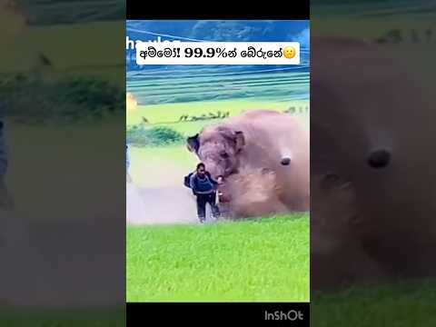 අම්මෝ...! 99.9%න් බේරුනේ #viralvideo #elephant