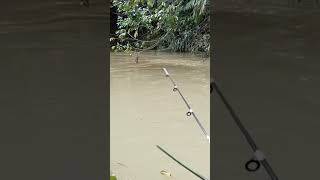 Download lagu Keganasan ikan nilem di air keruh mp3