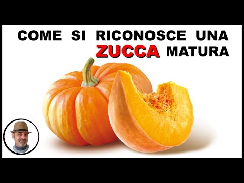 , title : 'QUANDO UNA ZUCCA è MATURA e pronta da raccogliere? vediamo come si riconoscere'