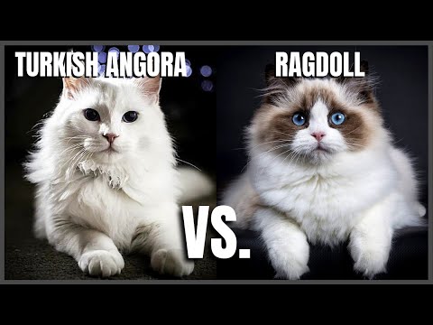Turkish Angora Cat VS. Ragdoll Cat