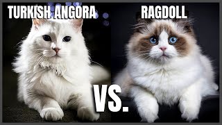 Turkish Angora Cat VS. Ragdoll Cat