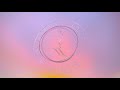 Gunna COOLER THAN A BITCH Feat Roddy Rich Official Audio