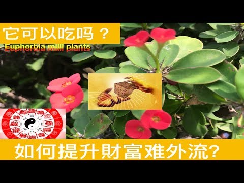 麒麟花放陽台