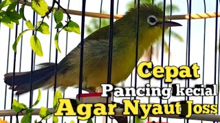 Download lagu SEKALI DENGAR JAMIN LANGSUNG BUNYI IKUT JOSS | SUARA CIAK KECIAL KUNING GACOR NGEJOS PALING AMPUH mp3 Download lagu SEKALI DENGAR JAMIN LANGSUNG BUNYI IKUT JOSS | SUARA CIAK KECIAL KUNING GACOR NGEJOS PALING AMPUH mp3