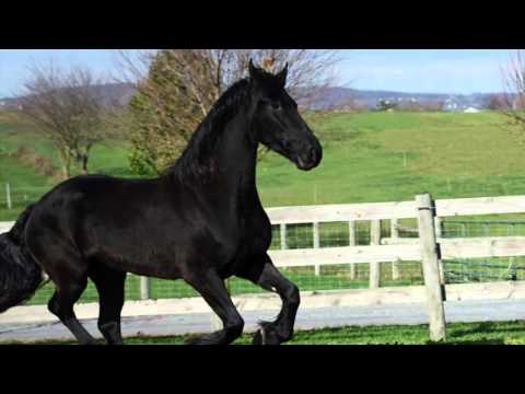 Lady Pearl - 4 y/o Reg. Friesian Mare
