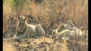 preview picture of video 'Lazy Morning Lions at Pilanseberg National Park , South Africa'