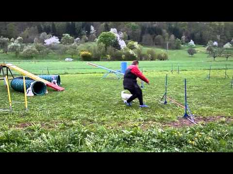 Agility: Parcours Tanja Pollich