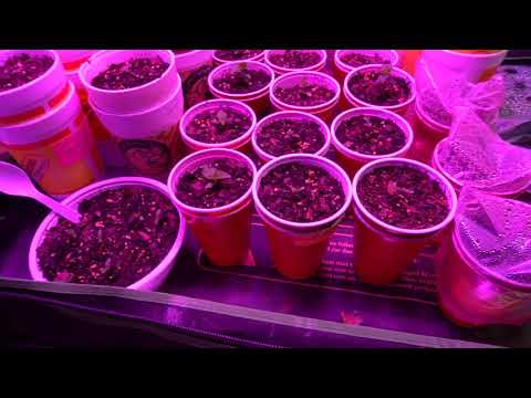 2018 Super Hot Peppers Growing Season - Ep. 02 - More Seedlings