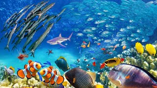 Download lagu Kehidupan bawah laut sangat beragam mp3 Download lagu Kehidupan bawah laut sangat beragam mp3